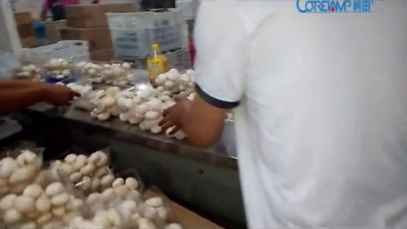 食用香菇包装机 香菇包装机械 食品自动包装设备 厂家直销 优质品牌