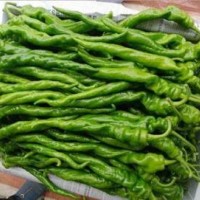 咸宁批发螺丝椒苗\麻城皱皮辣椒苗\大果长线椒苗2024