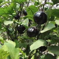 盘锦代育紫红长茄苗\辽阳嫁接茄子苗批发基地